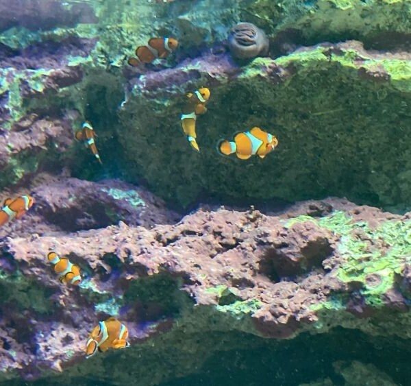 カクレクマノミ