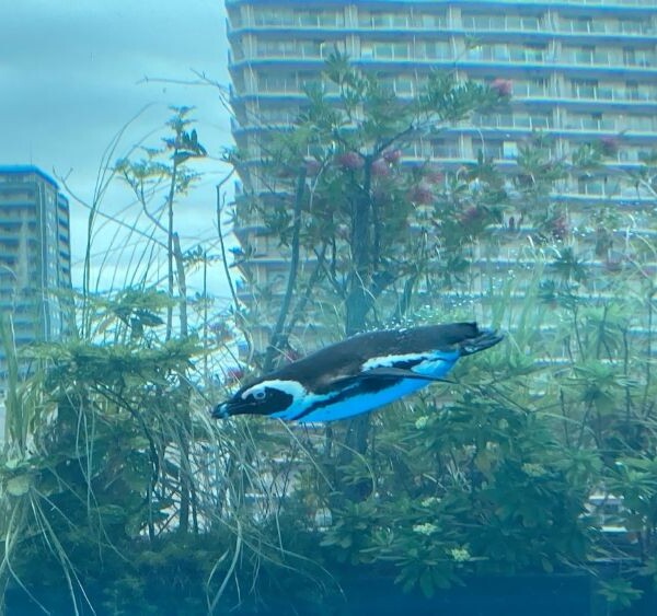 天空のペンギン空を滑空