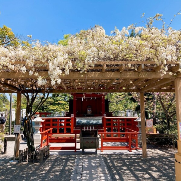 鶴岡八幡宮　桜が合わさって綺麗